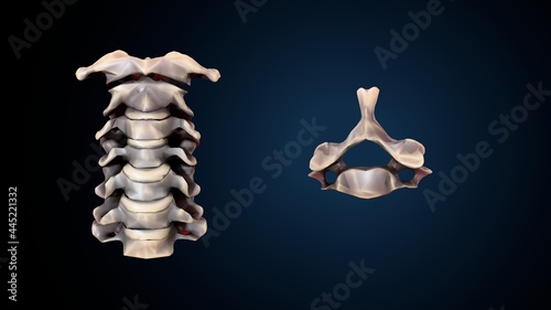 Wallpaper Mural 3d illustration of human skeleton cervical bone anatomy.
 Torontodigital.ca