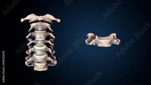 3d illustration of human skeleton cervical bone anatomy. 