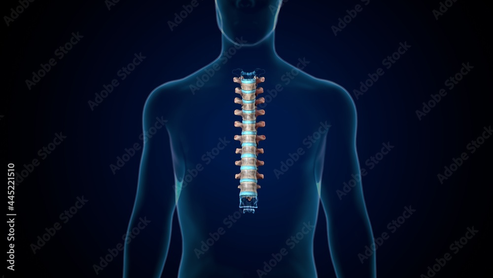 3d render of human skeleton thoracic vertebrae bone anatomy Stock ...