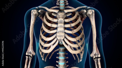 3d illustration of human skeleton rib cage anatomy. photo
