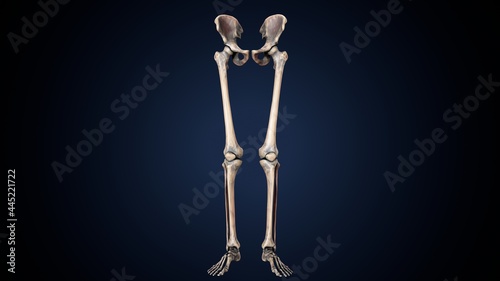 3d illustration of human skeleton lower limbs anatomy.