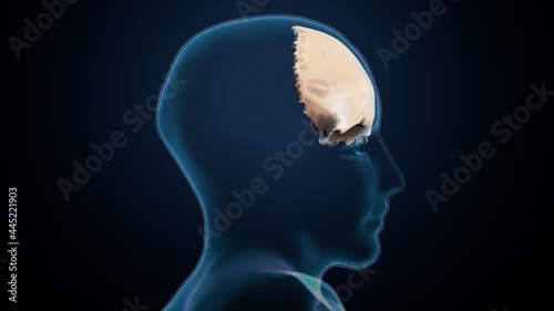 human skeleton skull frontal bone anatomy. 3d illustration.