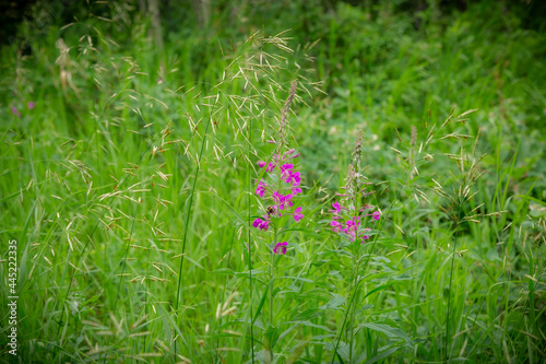 Field flowers in the sunny meadows among the green grass