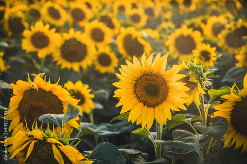 Fototapeta Naklejka Na Ścianę i Meble -  Shiny yellow sunflower in the abundance plantation field. Sunflower and suny summer day.