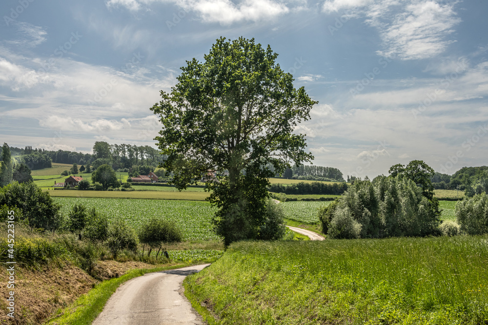 Fototapeta premium Campagne Monts des Flandres