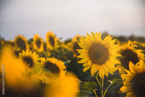 Shiny yellow sunflower in the abundance plantation field. Sunflower and suny summer day.