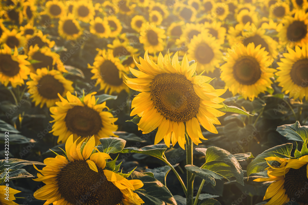 Fototapeta premium Shiny yellow sunflower in the abundance plantation field. Sunflower and suny summer day.