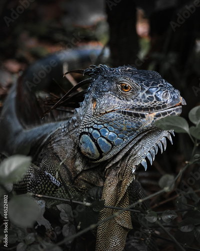 iguana hidden in the woods