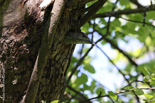 Young European green woodpecker at the nest hole Germany