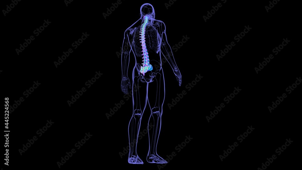 Human Skeleton Vertebral Column Vertebrae Anatomy Human Skeleton Vertebral Column Vertebrae Anatomy
