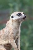 Cute meerkat (Suricata suricatta) looks out for danger, copy space for text
