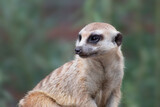 Closeup portrait of meerkat against natural blurred background (Suricata suricatta), copy space for text