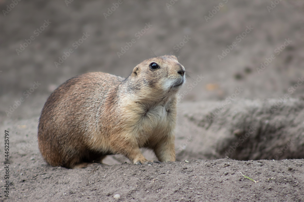 Präriehund in einer Nahaufnahme (Cynomys ludovicianus) Präriehund in einer Nahaufnahme (Cynomys ludovicianus)