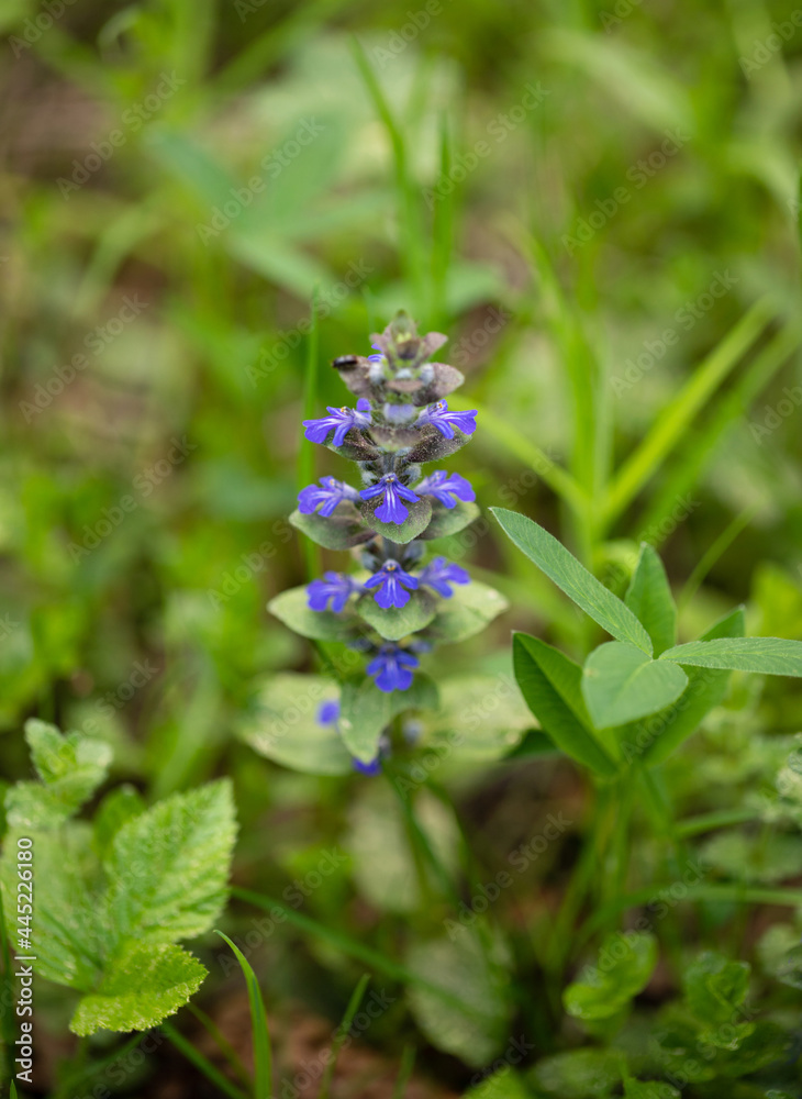 Blue flower ajuga reptans or bugle or bugleweed on a green meadow. Catlins giant on a meadow. Spring flower. Blue flower ajuga reptans or bugle or bugleweed on a green meadow. Catlins giant on a meadow. Spring flower.