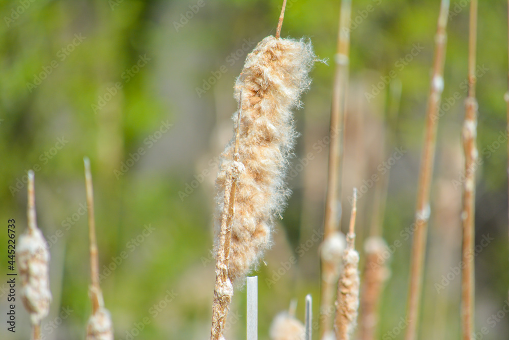 Naklejka premium reeds in the wind