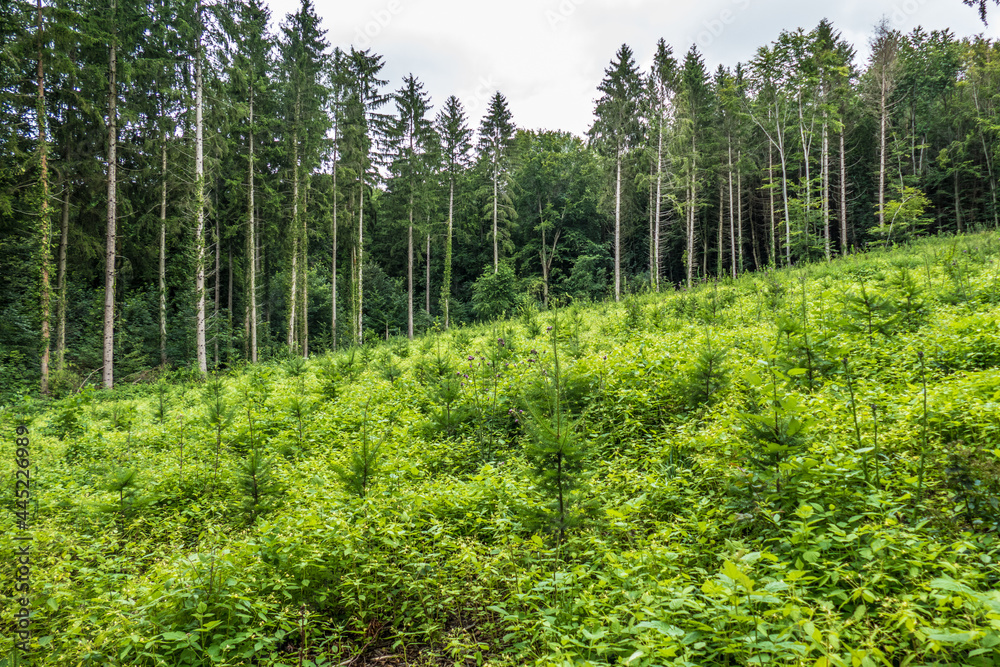 Fototapeta premium Wiederaufforstung und Wiederbegrünung im Mischwald