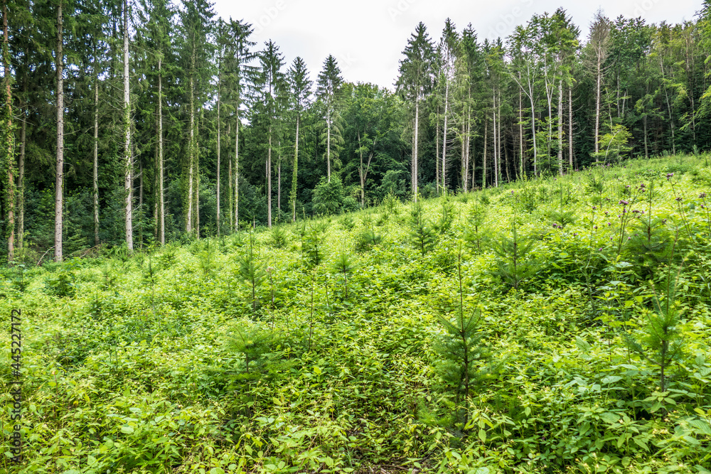Fototapeta premium Wiederaufforstung und Wiederbegrünung im Mischwald