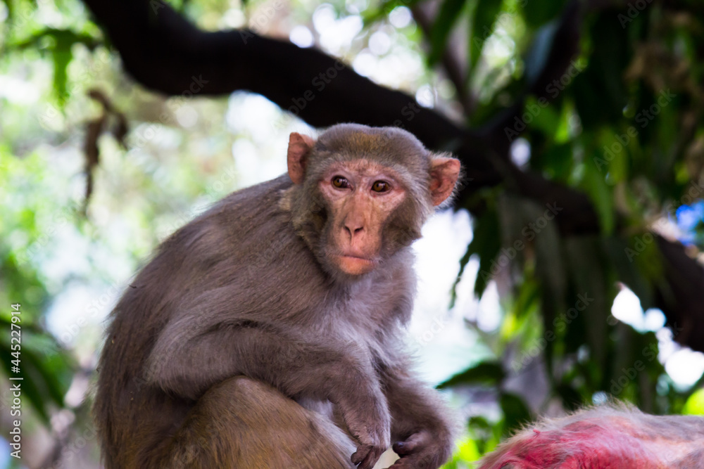 Monkey portrait in wildlife sitting under on the tree in tropical forest . Monkey in the nature. The rhesus macaque monkey . Monkeys portrait Close-up.
Monkey lives in a natural forest of India. fun Monkey portrait in wildlife sitting under on the tree in tropical forest . Monkey in the nature. The rhesus macaque monkey . Monkeys portrait Close-up.
Monkey lives in a natural forest of India. fun