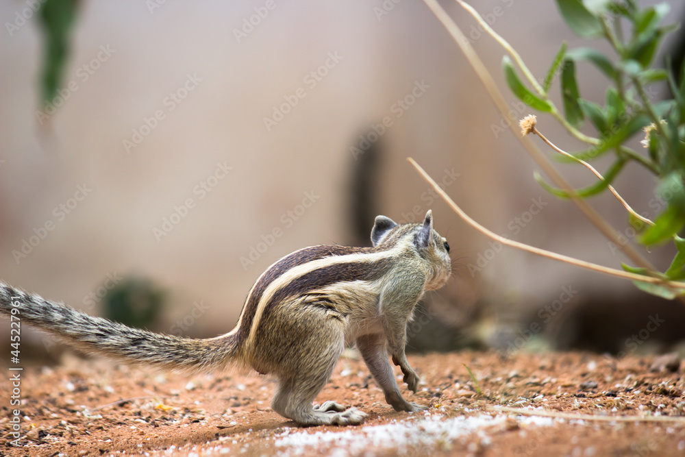 Squirrels are members of the family Sciuridae, a family that includes small or medium-size rodents. 
 The squirrel family includes tree squirrels, ground squirrels, chipmunks, marmots, flying squirrel