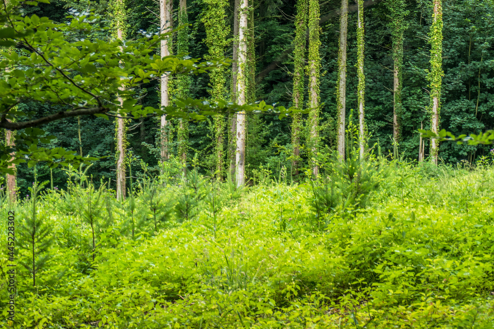 Wiederaufforstung und Wiederbegrünung im Mischwald Wiederaufforstung und Wiederbegrünung im Mischwald