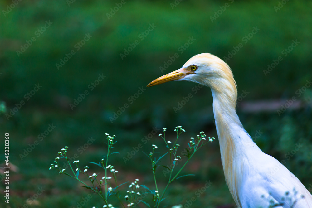 Obraz premium Nature wildlife image of Egret bird or Bubulcus ibis, or Heron perching and wild plants for pests and insecticides