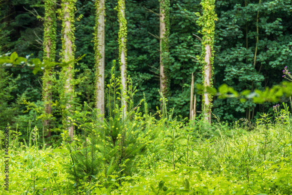 Fototapeta premium Wiederaufforstung und Wiederbegrünung im Mischwald