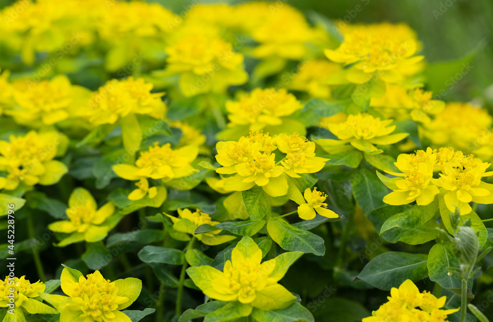 Cushion euphorbia yellow flowers in the garden close up. Cushion spurge, euphorbia epithymoide. Garden decorative flowers. Cushion euphorbia yellow flowers in the garden close up. Cushion spurge, euphorbia epithymoide. Garden decorative flowers.