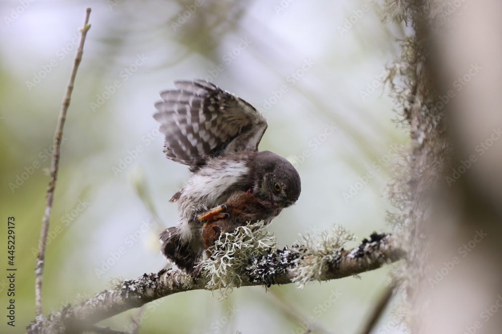 young Eurasian pygmy owl (Glaucidium passerinum) Swabian Jura Germany