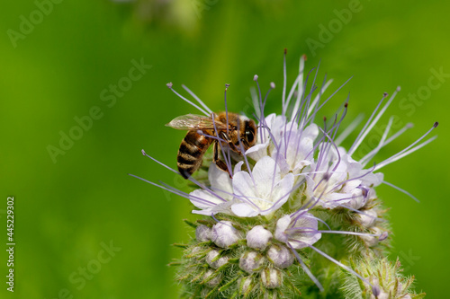 A bee collects nectar from a phacelia flower.