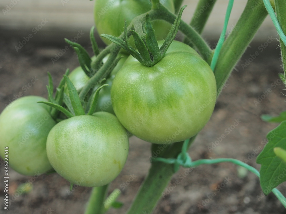 Green tomato fruits hang on the branches. Vegetable growing. Green tomato fruits hang on the branches. Vegetable growing.