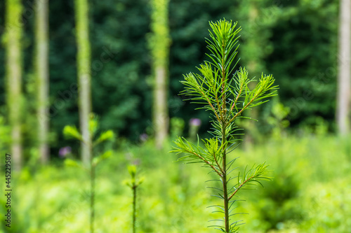 Wiederaufforstung und Wiederbegrünung im Mischwald photo