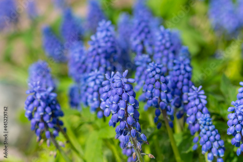 Blue Grape Hyacinth. Flowers Muscari. flowers in spring garden. Muscari is a genus of perennial bulbous plants native to Eurasia. First blue Springs flowers.