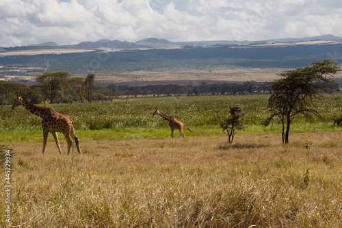 giraffes in the savannah photo