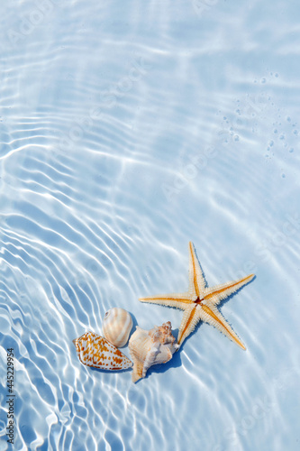 Starfish and seashells floating on Water. Sun and shadows. Minimal nature background. photo