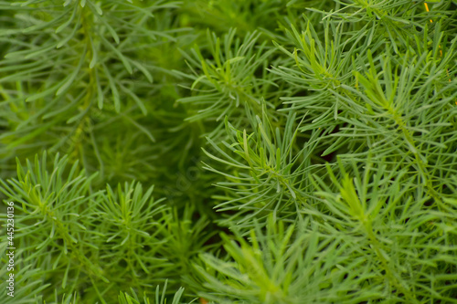 Garden grass. Green grass in the form of small Christmas trees. Close-up.