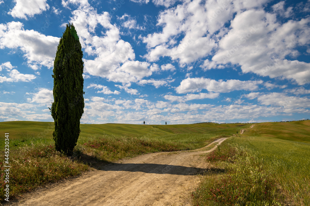 Panoramic view with cypress of the Tuscan countryside Val d'Orcia Siena Tuscany. Dirt road with flowering fields on a summer day with blue sky, clouds and cypress. Italian countryside Europe.