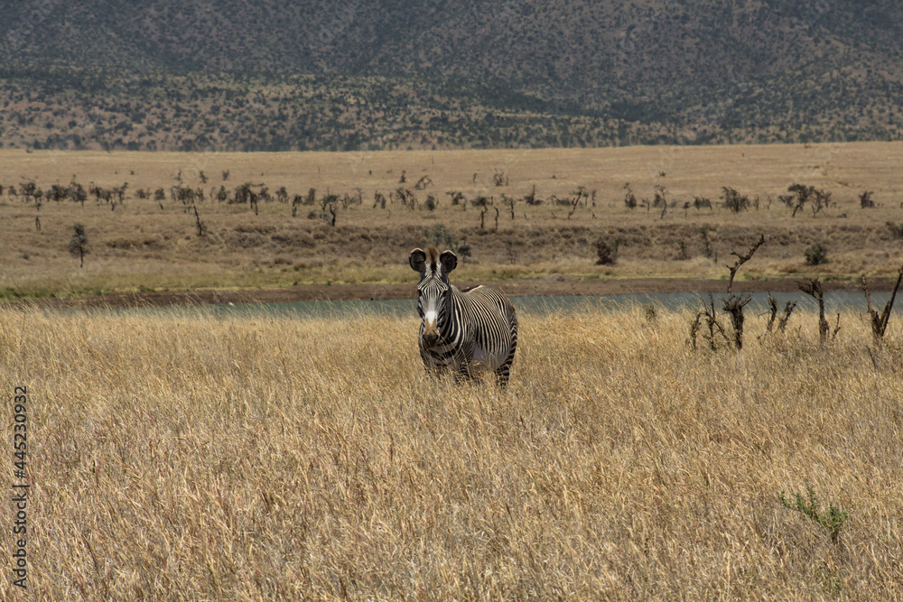 Obraz premium Zebra grazing in a field