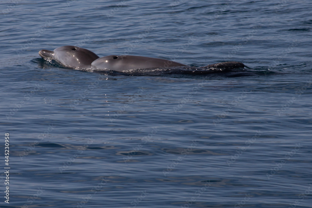 Obraz premium dolphins in the water