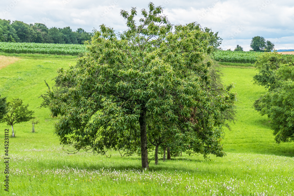 Fototapeta premium Baumgrundstück mit alten Obstbäumen