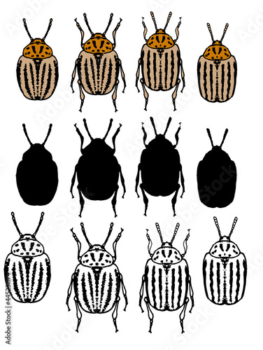 Vector set of isolated elements of Colorado beetles on a white background for a package design template. sketch-style round queen beetle in sketch style with black line, silhouette and brown color