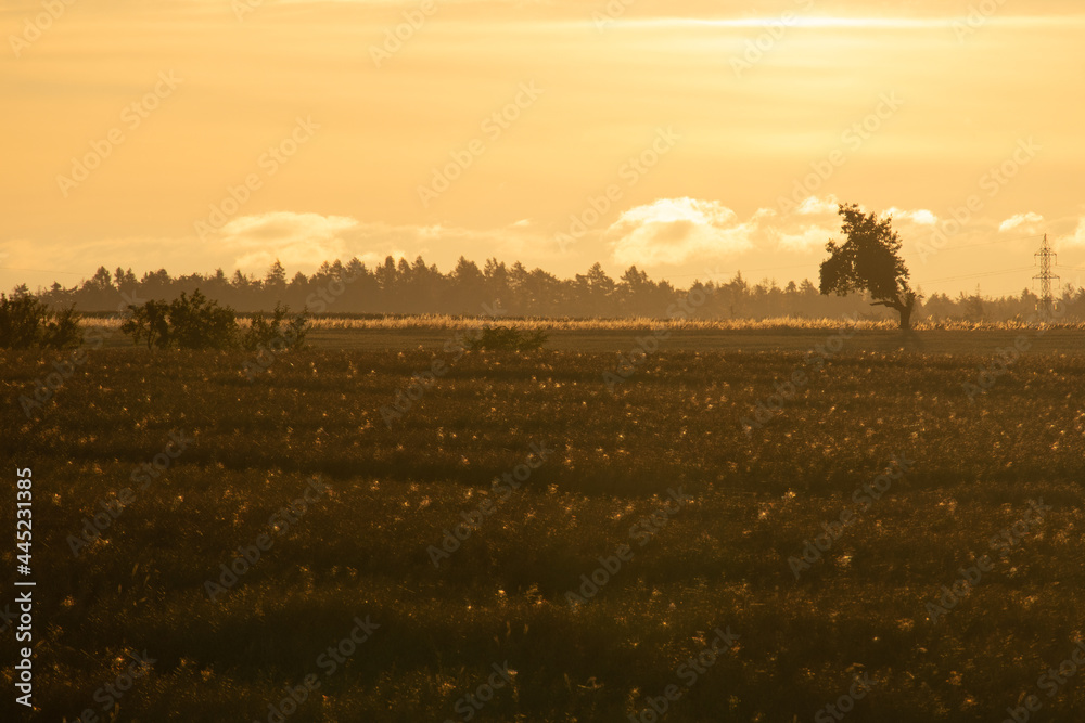 Sunrise over the field