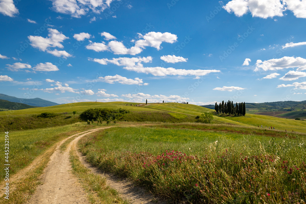Scenic view with cypress of the Tuscan countryside Val d'Orcia Siena Tuscany. Country road with flowering fields on a summer day with blue sky, clouds and cypress. Italian countryside, Europe.