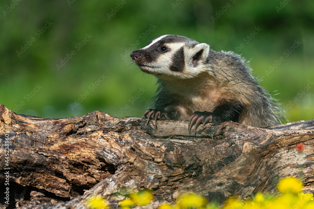 North American Badger (Taxidea taxus) Looks Left Atop Log Claws Exposed Summer