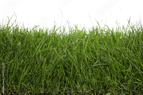 Beautiful lush green grass on white background