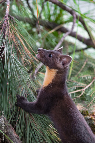 American Pine Marten (Martes americana) Climbs Up Pine Bough Summer photo