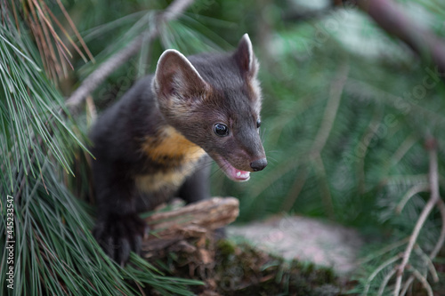 American Pine Marten (Martes americana) Looks Down From Pine Summer