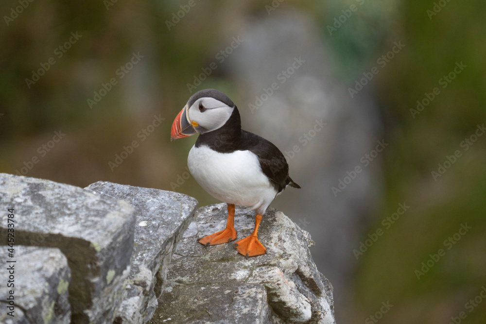 atlantic puffin or common puffin atlantic puffin or common puffin