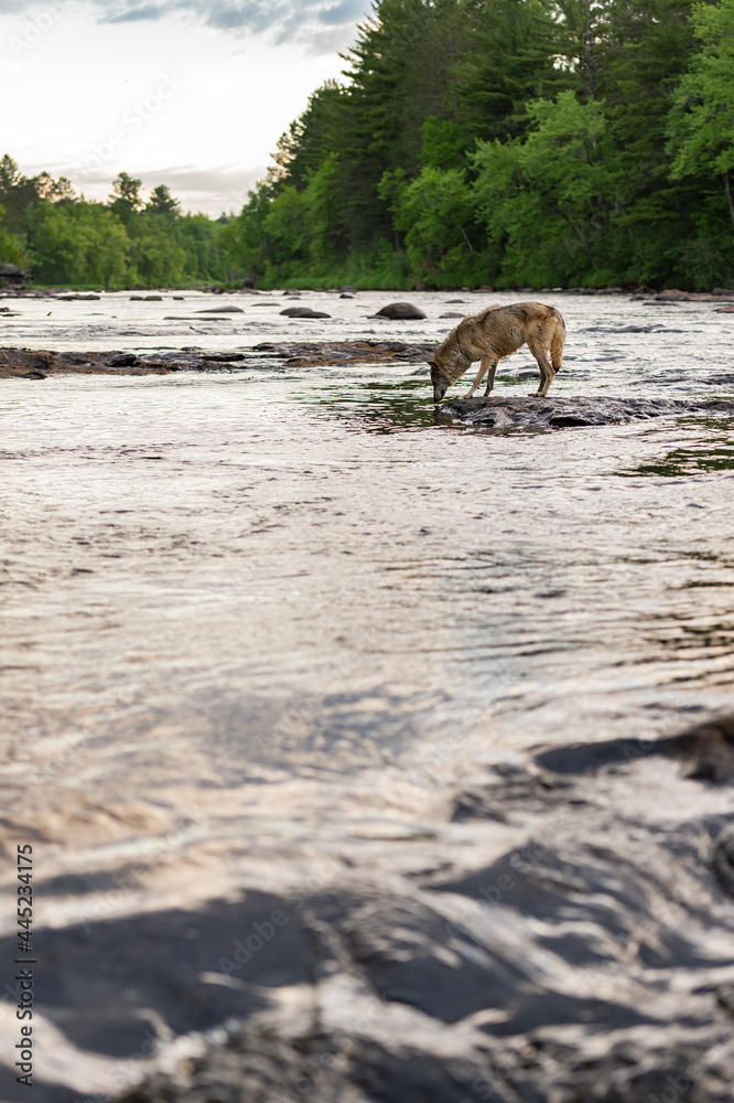 Grey Wolf (Canis lupus) in River Over Rapids Copy Space Summer