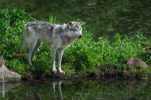 Grey Wolf  Canis lupus  Looks Right From Island Summer