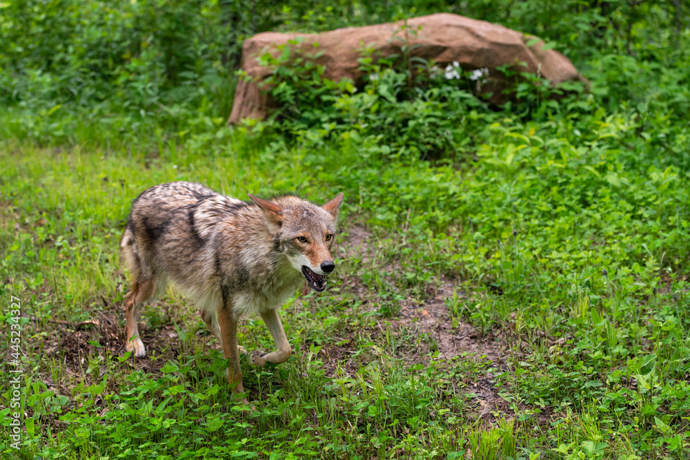 Coyote (Canis latrans) Walks Right Past Rock Summer